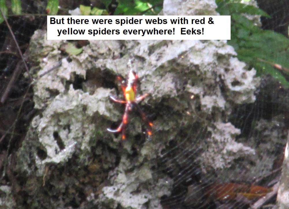 But there were spider webs everywhere with big red/yellow spiders - eeks!